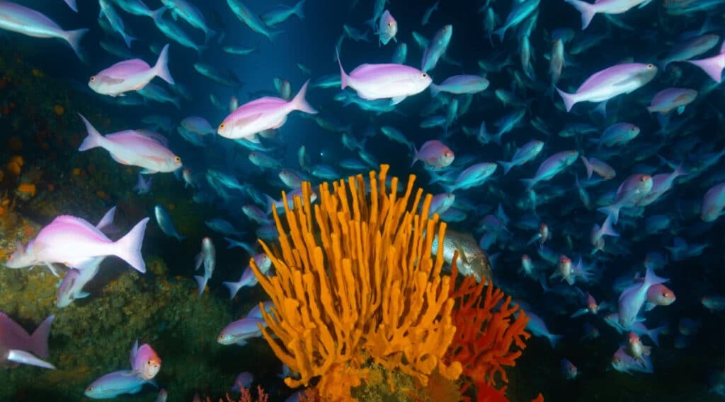 Northern Arch New Zealand Diving